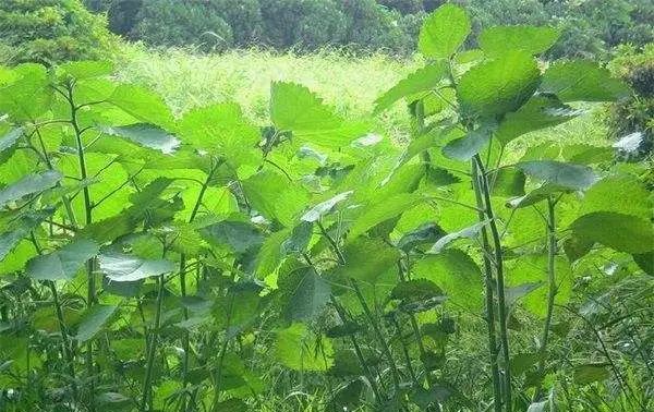 有“中国草”之称,是世界上纤维品质最好的植物,苎麻是啥麻?休闲区蓝鸢梦想 - Www.slyday.coM 有“中国草”之称,是世界上纤维品质最好的植物,苎麻是啥麻?休闲区蓝鸢梦想 - Www.slyday.coM