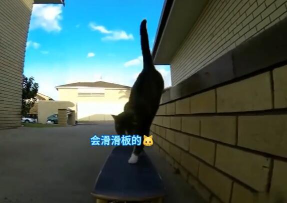 路边惊现一只滑板猫咪玩炫技,就连汪星人都被耍的措手不及!休闲区蓝鸢梦想 - Www.slyday.coM 路边惊现一只滑板猫咪玩炫技,就连汪星人都被耍的措手不及!休闲区蓝鸢梦想 - Www.slyday.coM
