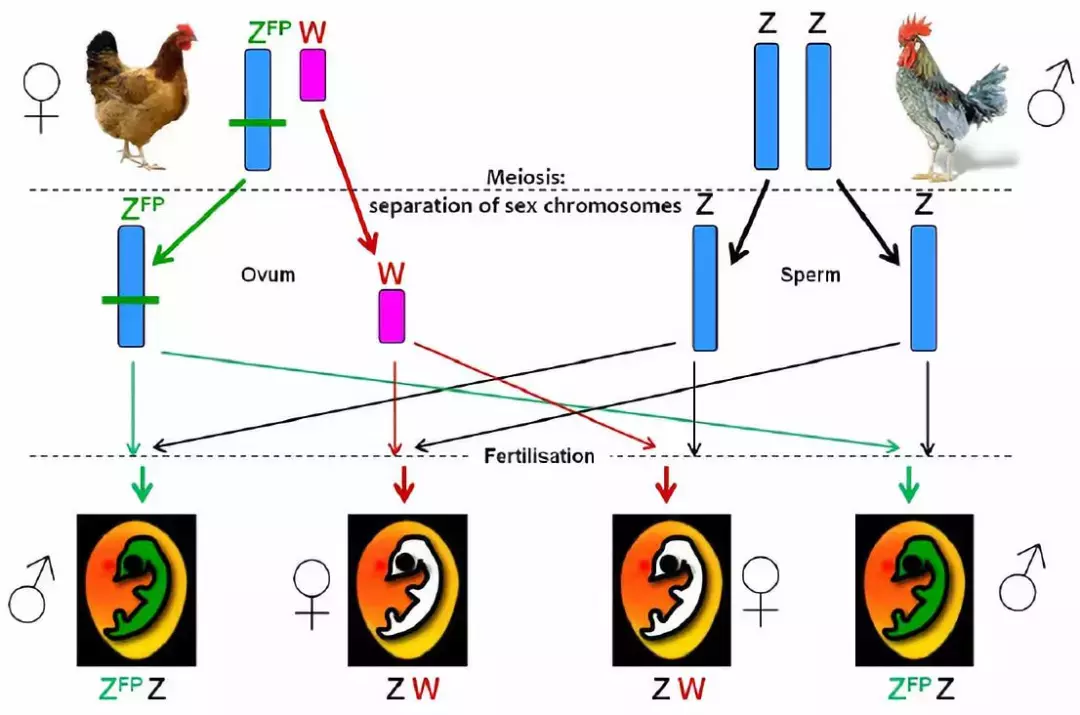 残酷的事实！全球每年有70亿只小鸡被绞碎，然后做成狗粮猫粮休闲区蓝鸢梦想 - Www.slyday.coM