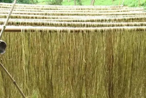 有“中国草”之称,是世界上纤维品质最好的植物,苎麻是啥麻?休闲区蓝鸢梦想 - Www.slyday.coM 有“中国草”之称,是世界上纤维品质最好的植物,苎麻是啥麻?休闲区蓝鸢梦想 - Www.slyday.coM