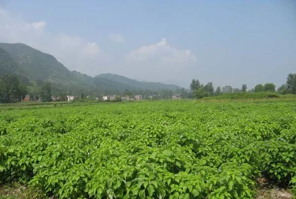 有“中国草”之称,是世界上纤维品质最好的植物,苎麻是啥麻?休闲区蓝鸢梦想 - Www.slyday.coM 有“中国草”之称,是世界上纤维品质最好的植物,苎麻是啥麻?休闲区蓝鸢梦想 - Www.slyday.coM