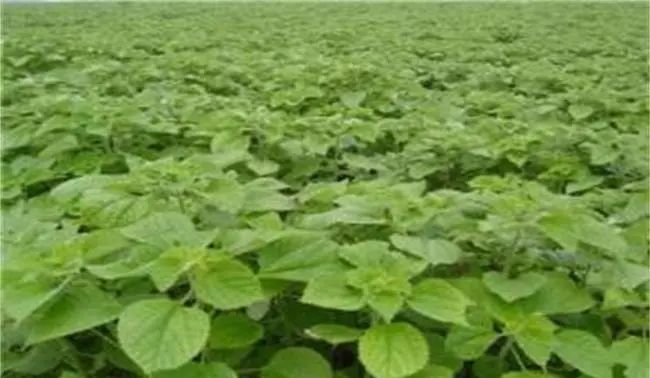 有“中国草”之称,是世界上纤维品质最好的植物,苎麻是啥麻?休闲区蓝鸢梦想 - Www.slyday.coM 有“中国草”之称,是世界上纤维品质最好的植物,苎麻是啥麻?休闲区蓝鸢梦想 - Www.slyday.coM