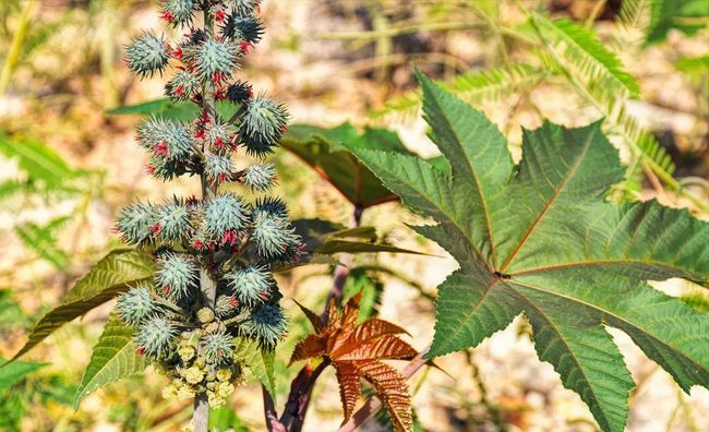 蓖麻在我国农村很常见,为何会被美国列为国家机密和战略物资?休闲区蓝鸢梦想 - Www.slyday.coM 蓖麻在我国农村很常见,为何会被美国列为国家机密和战略物资?休闲区蓝鸢梦想 - Www.slyday.coM