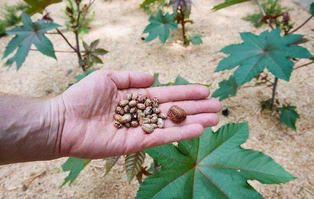 蓖麻在我国农村很常见,为何会被美国列为国家机密和战略物资?休闲区蓝鸢梦想 - Www.slyday.coM 蓖麻在我国农村很常见,为何会被美国列为国家机密和战略物资?休闲区蓝鸢梦想 - Www.slyday.coM