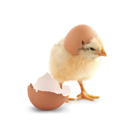 残酷的事实！全球每年有70亿只小鸡被绞碎，然后做成狗粮猫粮休闲区蓝鸢梦想 - Www.slyday.coM