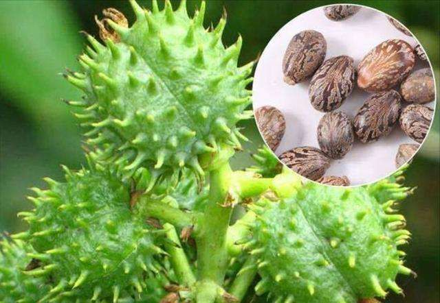 蓖麻在我国农村很常见,为何会被美国列为国家机密和战略物资?休闲区蓝鸢梦想 - Www.slyday.coM 蓖麻在我国农村很常见,为何会被美国列为国家机密和战略物资?休闲区蓝鸢梦想 - Www.slyday.coM