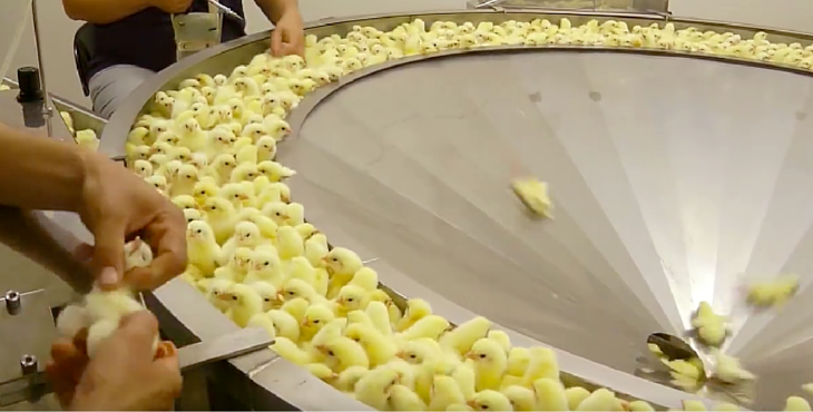 残酷的事实！全球每年有70亿只小鸡被绞碎，然后做成狗粮猫粮休闲区蓝鸢梦想 - Www.slyday.coM