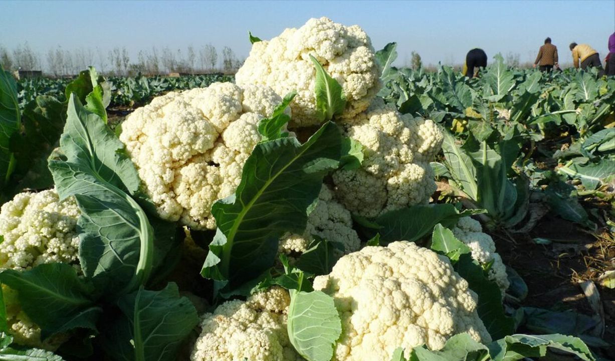 弄懂再买心有底|花菜|散花|蔬菜_新浪新闻