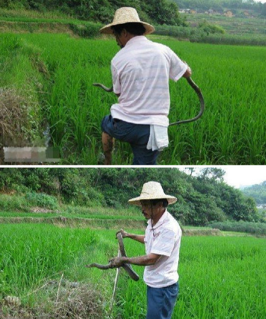狗狗田埂上发现一个洞,竟对着洞口狂吠不止,主人好奇一摸吓一跳休闲区蓝鸢梦想 - Www.slyday.coM 狗狗田埂上发现一个洞,竟对着洞口狂吠不止,主人好奇一摸吓一跳休闲区蓝鸢梦想 - Www.slyday.coM