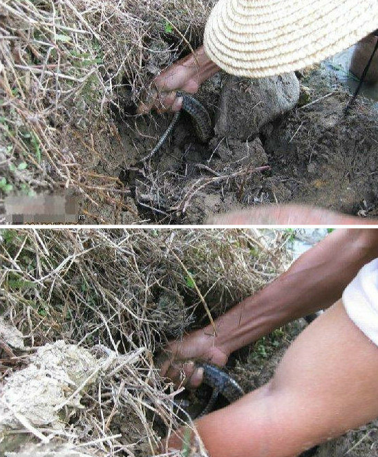 狗狗田埂上发现一个洞,竟对着洞口狂吠不止,主人好奇一摸吓一跳休闲区蓝鸢梦想 - Www.slyday.coM 狗狗田埂上发现一个洞,竟对着洞口狂吠不止,主人好奇一摸吓一跳休闲区蓝鸢梦想 - Www.slyday.coM