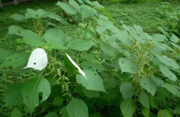 有“中国草”之称,是世界上纤维品质最好的植物,苎麻是啥麻?休闲区蓝鸢梦想 - Www.slyday.coM 有“中国草”之称,是世界上纤维品质最好的植物,苎麻是啥麻?休闲区蓝鸢梦想 - Www.slyday.coM
