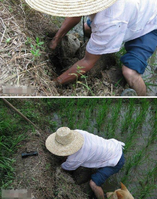 狗狗田埂上发现一个洞,竟对着洞口狂吠不止,主人好奇一摸吓一跳休闲区蓝鸢梦想 - Www.slyday.coM 狗狗田埂上发现一个洞,竟对着洞口狂吠不止,主人好奇一摸吓一跳休闲区蓝鸢梦想 - Www.slyday.coM