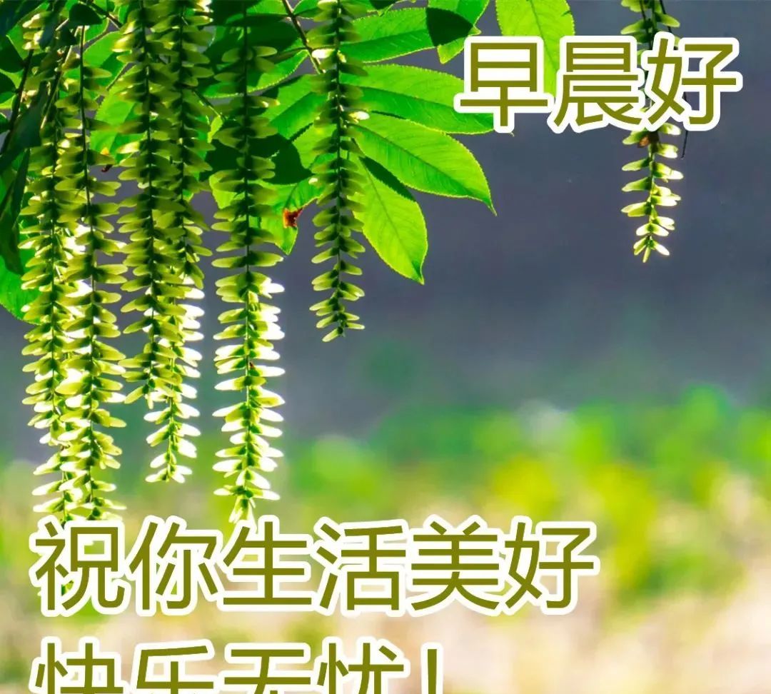 春日清晨漂亮早晨好问候动态表情图片春天早上好说说温馨图片