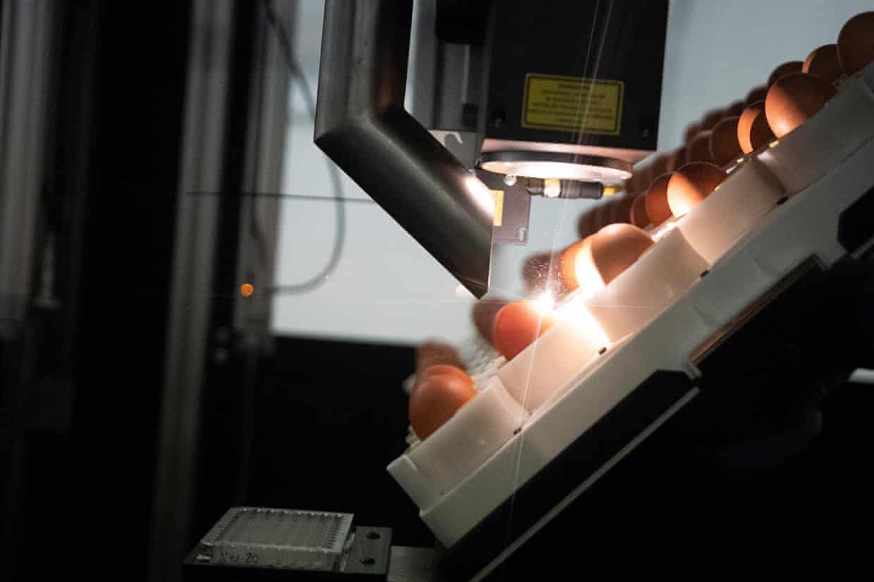 残酷的事实！全球每年有70亿只小鸡被绞碎，然后做成狗粮猫粮休闲区蓝鸢梦想 - Www.slyday.coM