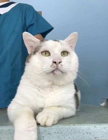 街头捡回只患病猫咪，女子带回医治好后，被它的颜值惊艳到了休闲区蓝鸢梦想 - Www.slyday.coM