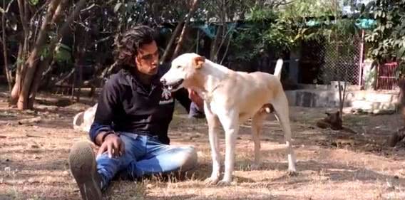 狗狗无聊逗弄小蜜蜂,被蛰的满脸是包,回家时成这副摸样!休闲区蓝鸢梦想 - Www.slyday.coM 狗狗无聊逗弄小蜜蜂,被蛰的满脸是包,回家时成这副摸样!休闲区蓝鸢梦想 - Www.slyday.coM