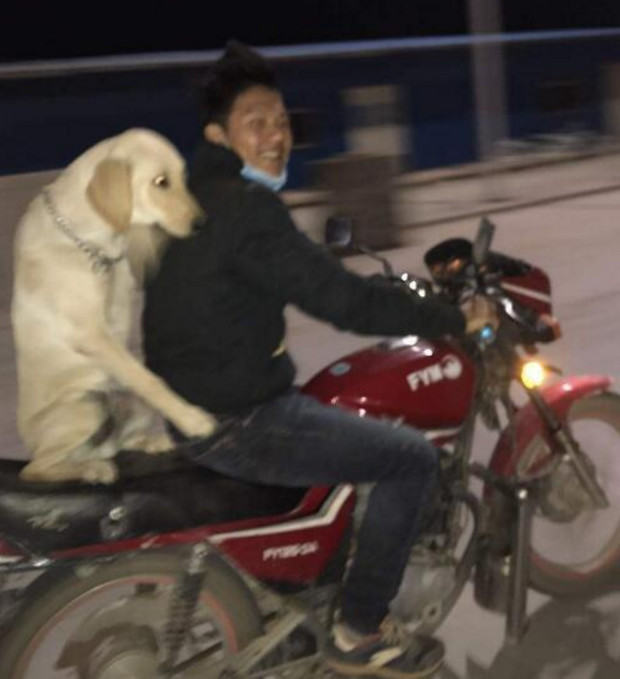 主人骑车带狗子兜风，狗狗在后面销魂的坐姿，画面让人笑喷休闲区蓝鸢梦想 - Www.slyday.coM