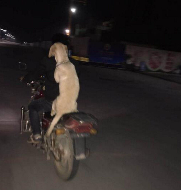 主人骑车带狗子兜风，狗狗在后面销魂的坐姿，画面让人笑喷休闲区蓝鸢梦想 - Www.slyday.coM