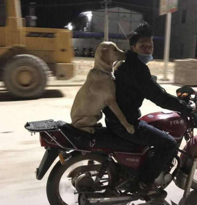 主人骑车带狗子兜风，狗狗在后面销魂的坐姿，画面让人笑喷休闲区蓝鸢梦想 - Www.slyday.coM