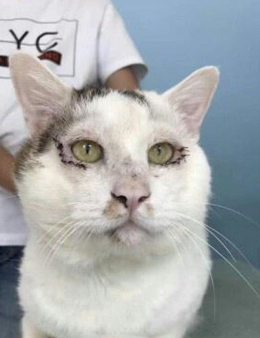 街头捡回只患病猫咪，女子带回医治好后，被它的颜值惊艳到了休闲区蓝鸢梦想 - Www.slyday.coM