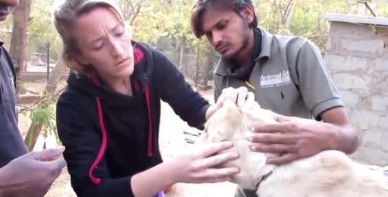 狗狗无聊逗弄小蜜蜂,被蛰的满脸是包,回家时成这副摸样!休闲区蓝鸢梦想 - Www.slyday.coM 狗狗无聊逗弄小蜜蜂,被蛰的满脸是包,回家时成这副摸样!休闲区蓝鸢梦想 - Www.slyday.coM