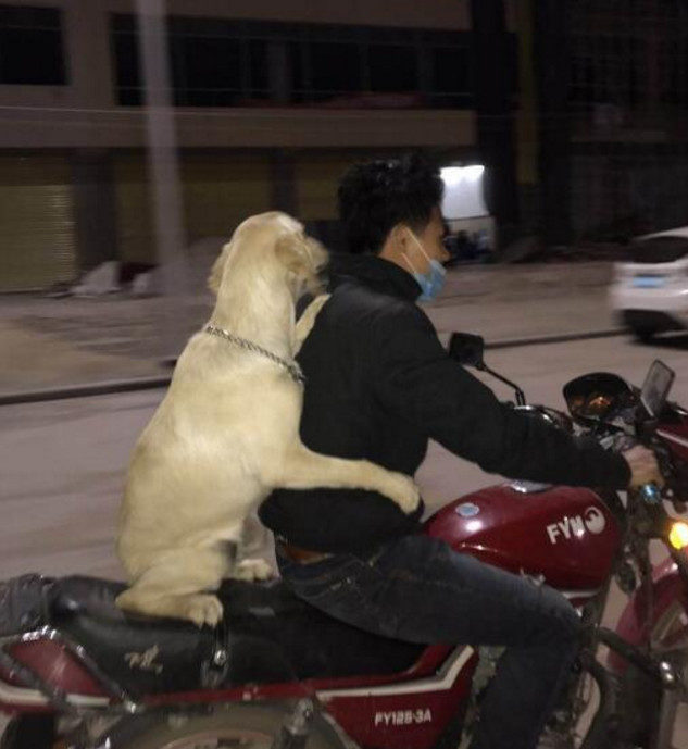 主人骑车带狗子兜风，狗狗在后面销魂的坐姿，画面让人笑喷休闲区蓝鸢梦想 - Www.slyday.coM