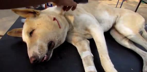 狗狗无聊逗弄小蜜蜂,被蛰的满脸是包,回家时成这副摸样!休闲区蓝鸢梦想 - Www.slyday.coM 狗狗无聊逗弄小蜜蜂,被蛰的满脸是包,回家时成这副摸样!休闲区蓝鸢梦想 - Www.slyday.coM