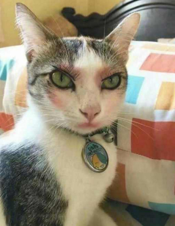 女主人给猫咪画了个网红妆大眼睛锥子脸画面美得辣眼睛