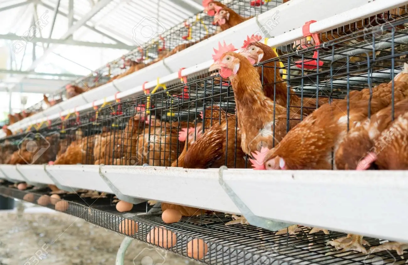 残酷的事实！全球每年有70亿只小鸡被绞碎，然后做成狗粮猫粮休闲区蓝鸢梦想 - Www.slyday.coM