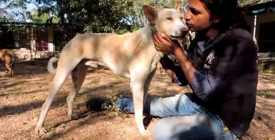 狗狗无聊逗弄小蜜蜂,被蛰的满脸是包,回家时成这副摸样!休闲区蓝鸢梦想 - Www.slyday.coM 狗狗无聊逗弄小蜜蜂,被蛰的满脸是包,回家时成这副摸样!休闲区蓝鸢梦想 - Www.slyday.coM