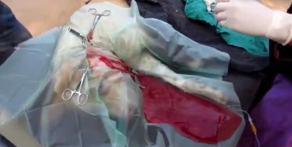 狗狗无聊逗弄小蜜蜂,被蛰的满脸是包,回家时成这副摸样!休闲区蓝鸢梦想 - Www.slyday.coM 狗狗无聊逗弄小蜜蜂,被蛰的满脸是包,回家时成这副摸样!休闲区蓝鸢梦想 - Www.slyday.coM