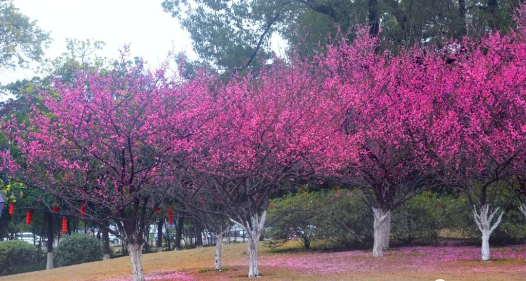 好烦!阴雨天又双叒来了!柳州气温将……休闲区蓝鸢梦想 - Www.slyday.coM 好烦!阴雨天又双叒来了!柳州气温将……休闲区蓝鸢梦想 - Www.slyday.coM