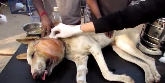 狗狗无聊逗弄小蜜蜂,被蛰的满脸是包,回家时成这副摸样!休闲区蓝鸢梦想 - Www.slyday.coM 狗狗无聊逗弄小蜜蜂,被蛰的满脸是包,回家时成这副摸样!休闲区蓝鸢梦想 - Www.slyday.coM