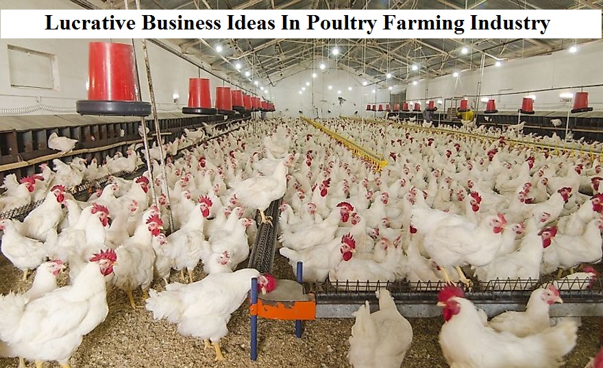 残酷的事实！全球每年有70亿只小鸡被绞碎，然后做成狗粮猫粮休闲区蓝鸢梦想 - Www.slyday.coM