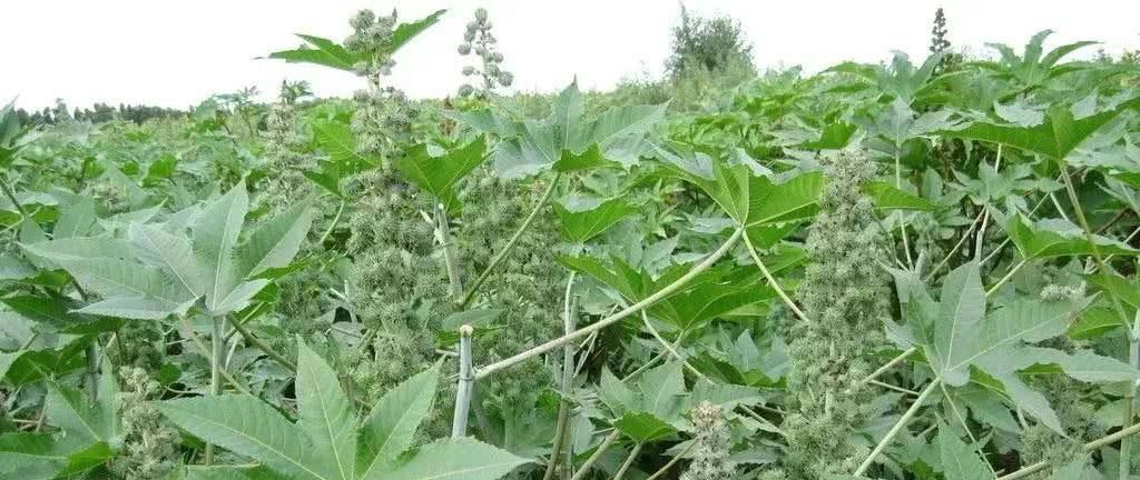 蓖麻在我国农村很常见,为何会被美国列为国家机密和战略物资?休闲区蓝鸢梦想 - Www.slyday.coM 蓖麻在我国农村很常见,为何会被美国列为国家机密和战略物资?休闲区蓝鸢梦想 - Www.slyday.coM