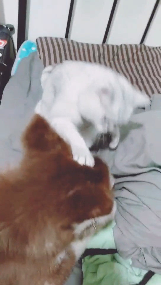 猫咪爱抚狗狗却被误解,狗狗随后做出的举动,让猫咪心碎一地休闲区蓝鸢梦想 - Www.slyday.coM 猫咪爱抚狗狗却被误解,狗狗随后做出的举动,让猫咪心碎一地休闲区蓝鸢梦想 - Www.slyday.coM