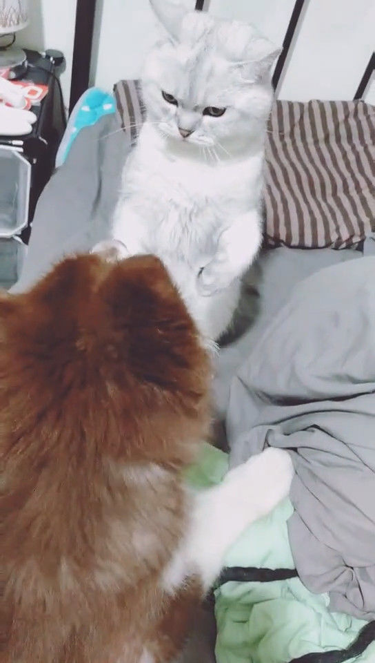 猫咪爱抚狗狗却被误解,狗狗随后做出的举动,让猫咪心碎一地休闲区蓝鸢梦想 - Www.slyday.coM 猫咪爱抚狗狗却被误解,狗狗随后做出的举动,让猫咪心碎一地休闲区蓝鸢梦想 - Www.slyday.coM