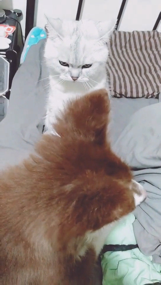 猫咪爱抚狗狗却被误解,狗狗随后做出的举动,让猫咪心碎一地休闲区蓝鸢梦想 - Www.slyday.coM 猫咪爱抚狗狗却被误解,狗狗随后做出的举动,让猫咪心碎一地休闲区蓝鸢梦想 - Www.slyday.coM