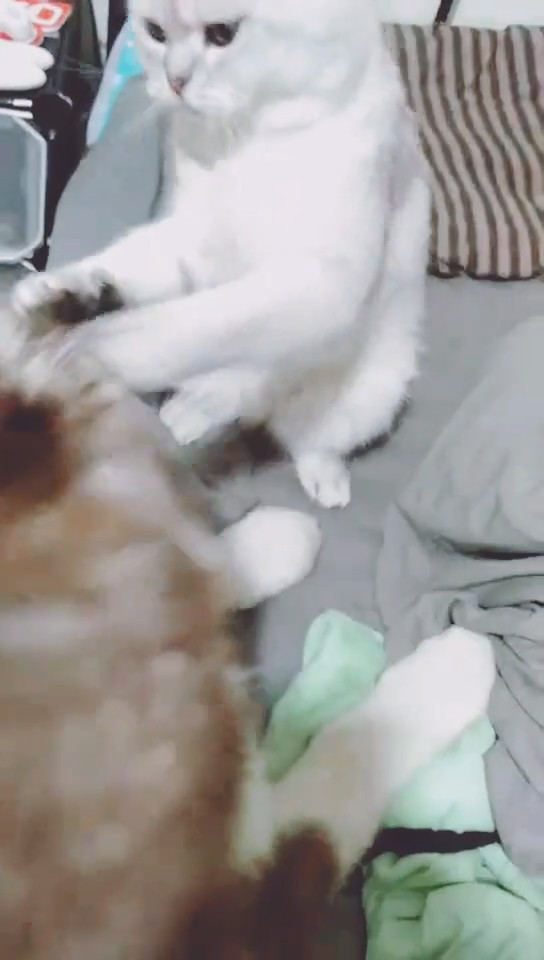 猫咪爱抚狗狗却被误解,狗狗随后做出的举动,让猫咪心碎一地休闲区蓝鸢梦想 - Www.slyday.coM 猫咪爱抚狗狗却被误解,狗狗随后做出的举动,让猫咪心碎一地休闲区蓝鸢梦想 - Www.slyday.coM