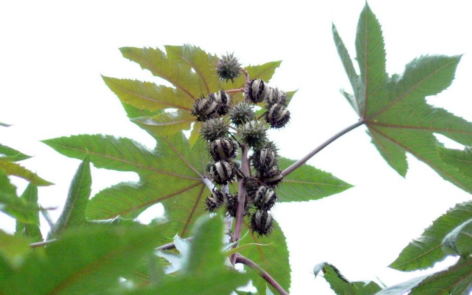 蓖麻在我国农村很常见,为何会被美国列为国家机密和战略物资?休闲区蓝鸢梦想 - Www.slyday.coM 蓖麻在我国农村很常见,为何会被美国列为国家机密和战略物资?休闲区蓝鸢梦想 - Www.slyday.coM