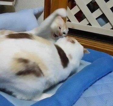 主人养了两只猫咪，天天无事就秀恩爱，主人表示被塞一嘴的狗粮休闲区蓝鸢梦想 - Www.slyday.coM