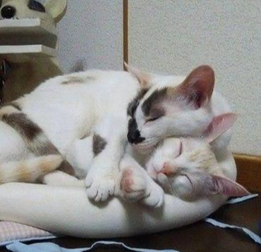 主人养了两只猫咪，天天无事就秀恩爱，主人表示被塞一嘴的狗粮休闲区蓝鸢梦想 - Www.slyday.coM