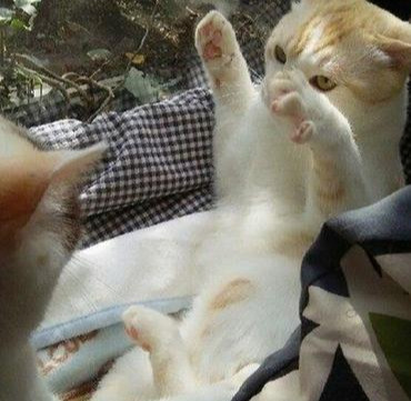 主人养了两只猫咪，天天无事就秀恩爱，主人表示被塞一嘴的狗粮休闲区蓝鸢梦想 - Www.slyday.coM