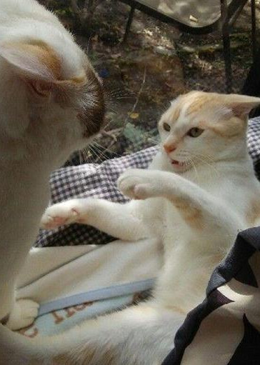 主人养了两只猫咪，天天无事就秀恩爱，主人表示被塞一嘴的狗粮休闲区蓝鸢梦想 - Www.slyday.coM