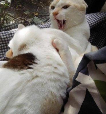 主人养了两只猫咪，天天无事就秀恩爱，主人表示被塞一嘴的狗粮休闲区蓝鸢梦想 - Www.slyday.coM