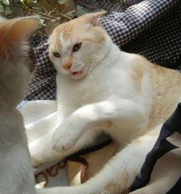 主人养了两只猫咪，天天无事就秀恩爱，主人表示被塞一嘴的狗粮休闲区蓝鸢梦想 - Www.slyday.coM