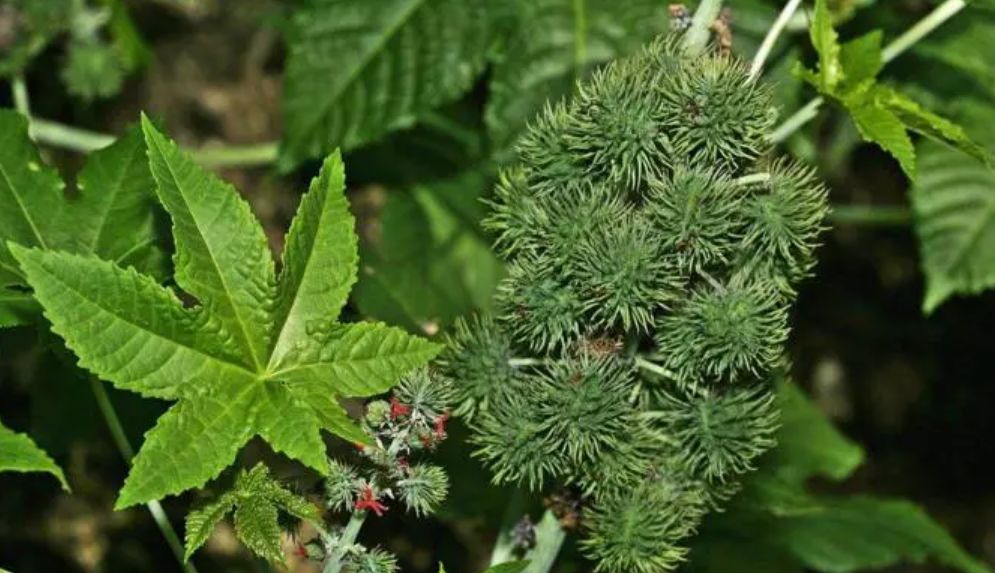 蓖麻在我国农村很常见,为何会被美国列为国家机密和战略物资?休闲区蓝鸢梦想 - Www.slyday.coM 蓖麻在我国农村很常见,为何会被美国列为国家机密和战略物资?休闲区蓝鸢梦想 - Www.slyday.coM