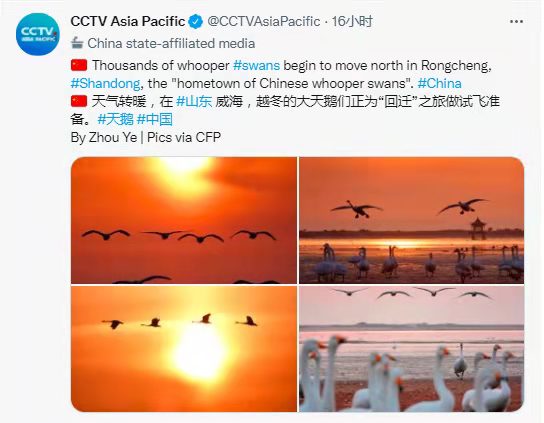 “山东”登上推特热搜榜，大天鹅、大煎饼、小豆包向海外展现魅力休闲区蓝鸢梦想 - Www.slyday.coM
