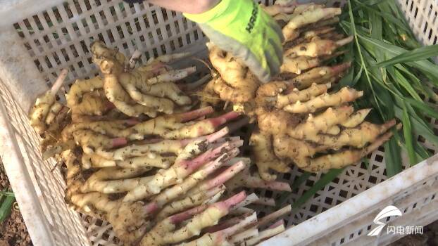 住地暖房、喝纯净水！安丘40元一斤的红芽姜是这样种出来的休闲区蓝鸢梦想 - Www.slyday.coM