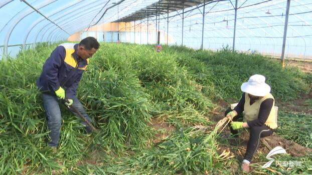 住地暖房、喝纯净水！安丘40元一斤的红芽姜是这样种出来的休闲区蓝鸢梦想 - Www.slyday.coM